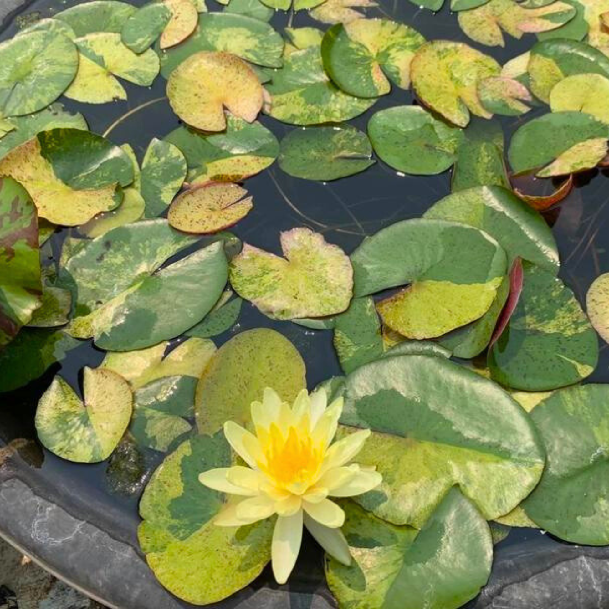 'Tong Longya' Water Lily (Variegated Leaf)