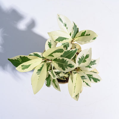 Ficus Prestige Plant