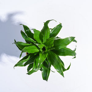 Dracaena Compacta Plant