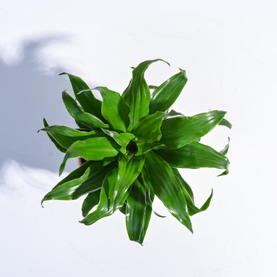 Dracaena Compacta Plant