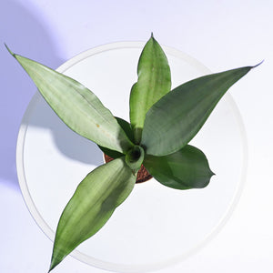 Sansevieria Moonshine - Snake Plant