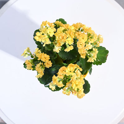 Kalanchoe Plant - Yellow