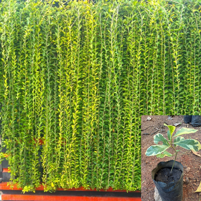 Variegated Curtain Creeper (Vernonia elaegnifolia) Ornamental Live Plant