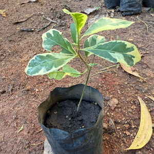 Variegated Curtain Creeper (Vernonia elaegnifolia) Ornamental Live Plant