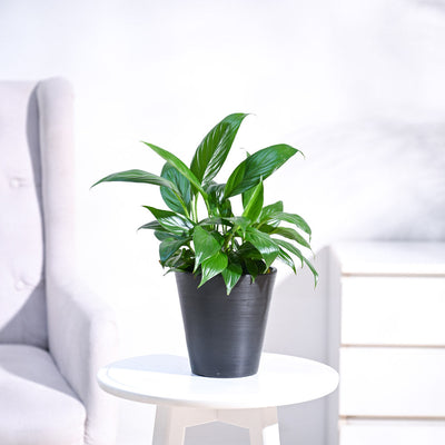 Peace Lily Plant
