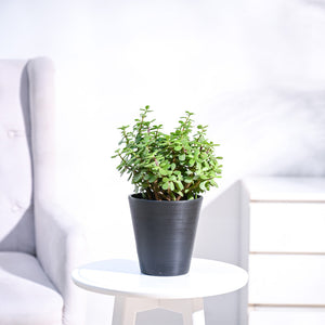 Jade Plant Mini