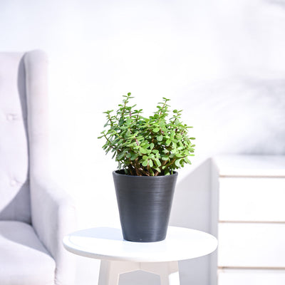 Jade Plant Mini