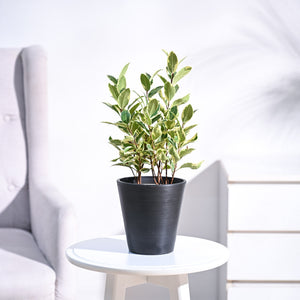 Ficus Prestige Plant