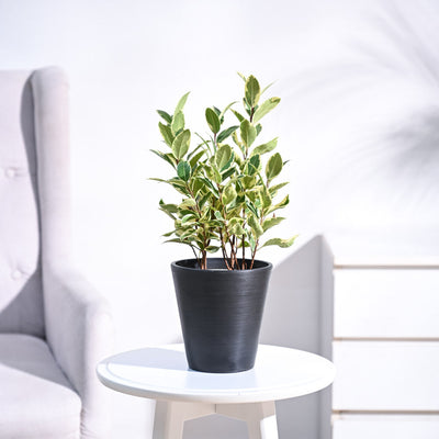 Ficus Prestige Plant