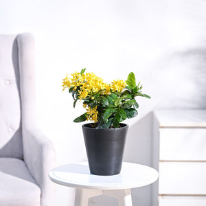 Ixora (Rugmini) Plant - Yellow