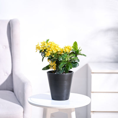 Ixora (Rugmini) Plant - Yellow