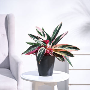 Stromanthe Triostar Plant