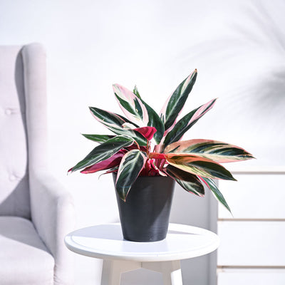 Stromanthe Triostar Plant