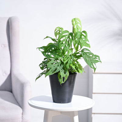 Broken Heart Plant
