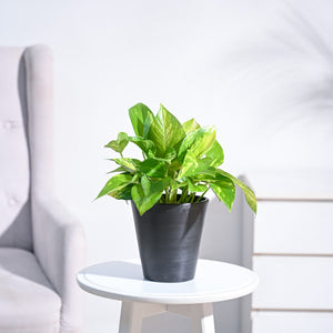 Money Plant Variegated