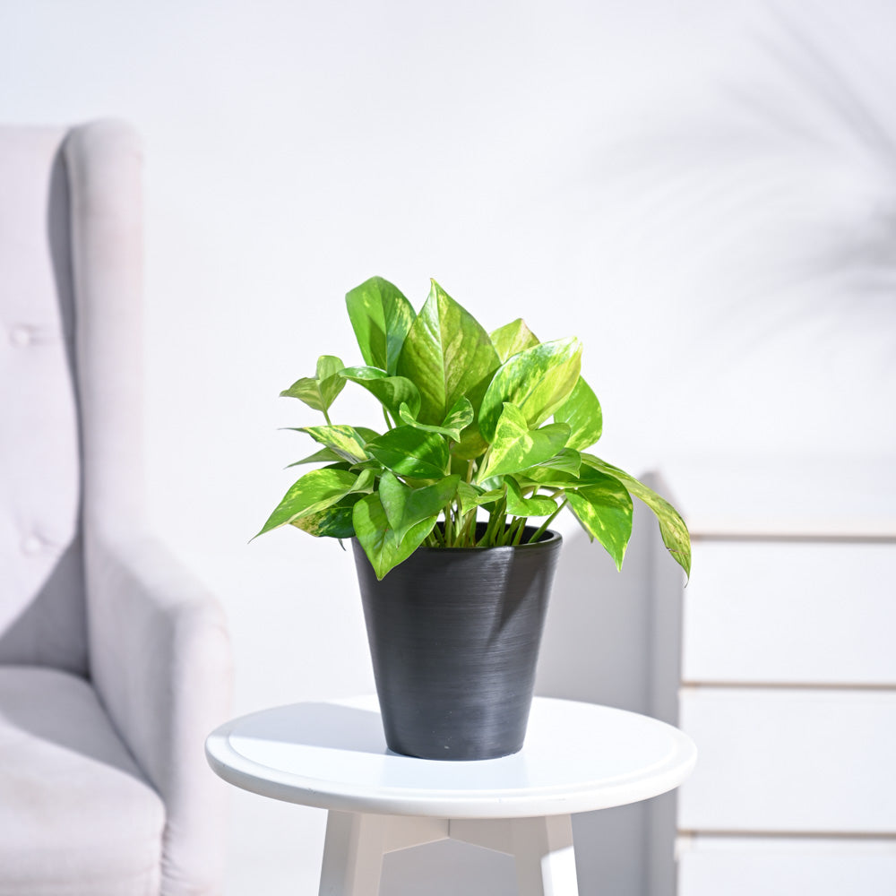 Money Plant Variegated