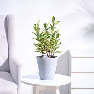 Ficus Prestige Plant