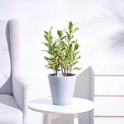 Ficus Prestige Plant