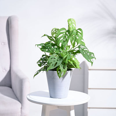 Broken Heart Plant
