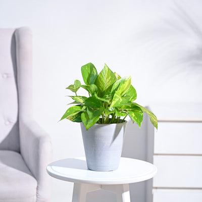 Money Plant Variegated