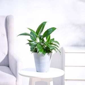 Peace Lily Plant