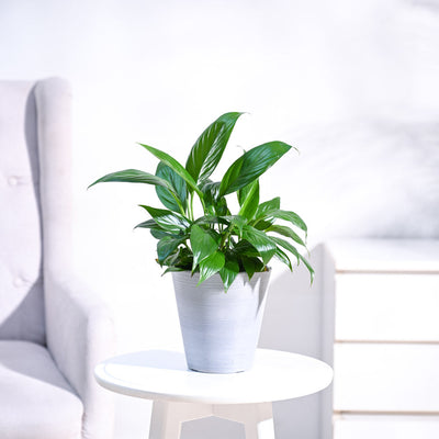 Peace Lily Plant