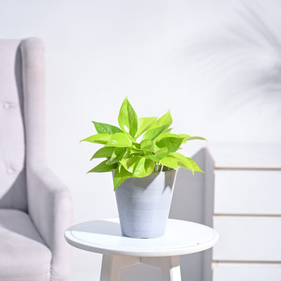 Money Plant Golden