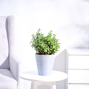 Jade Plant Mini