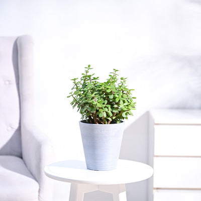 Jade Plant Mini