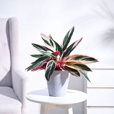 Stromanthe Triostar Plant