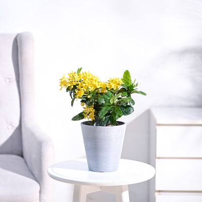 Ixora (Rugmini) Plant - Yellow