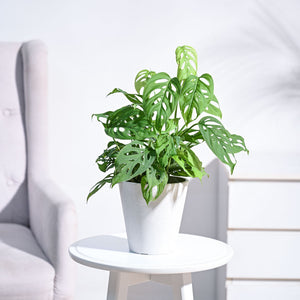 Broken Heart Plant