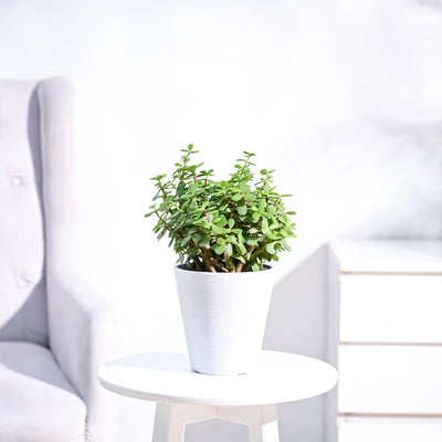 Jade Plant Mini