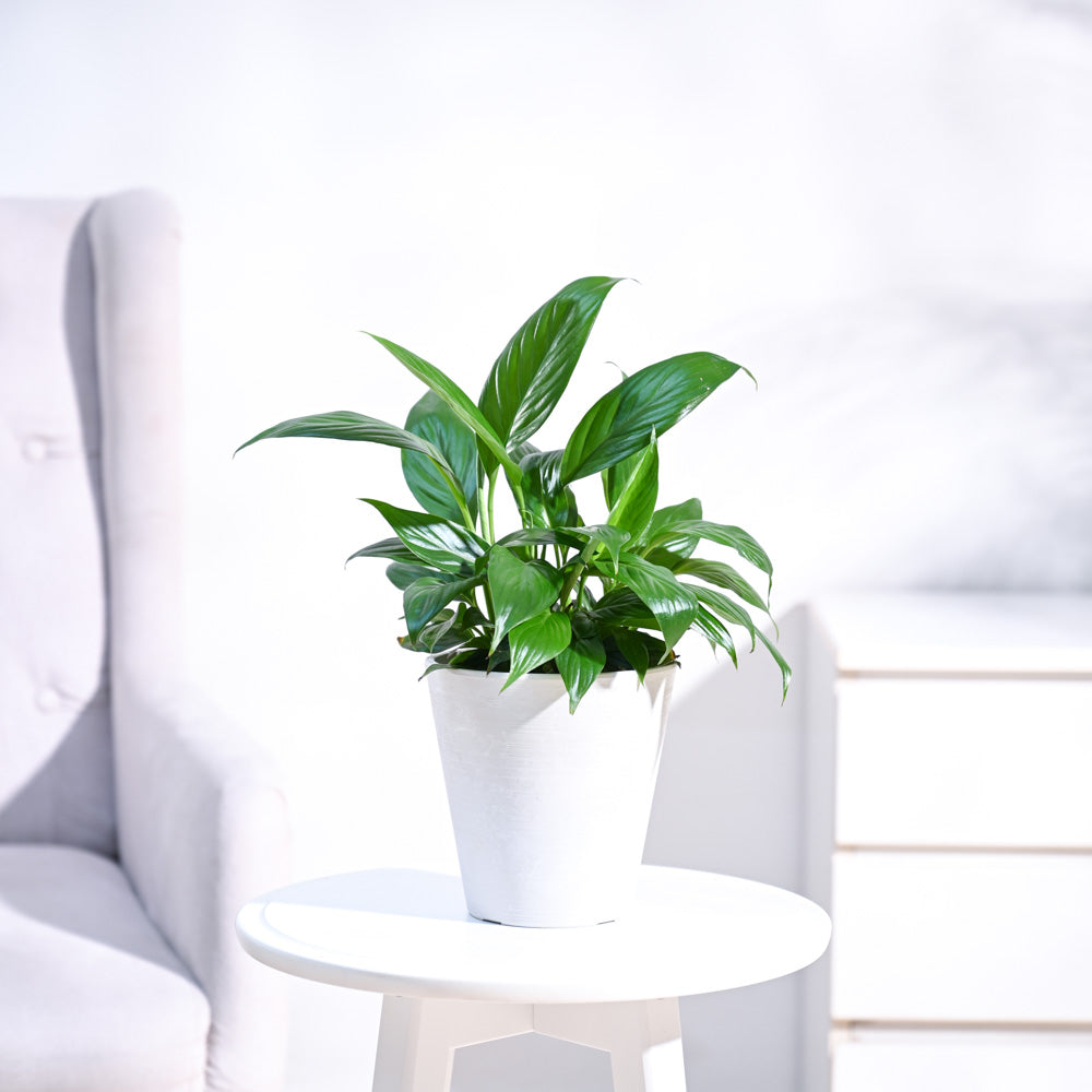 Peace Lily Plant