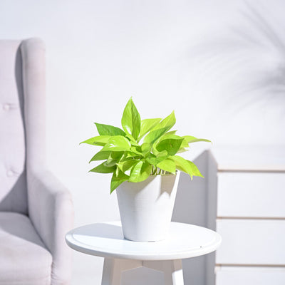 Money Plant Golden