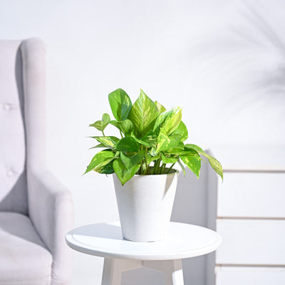 Money Plant Variegated