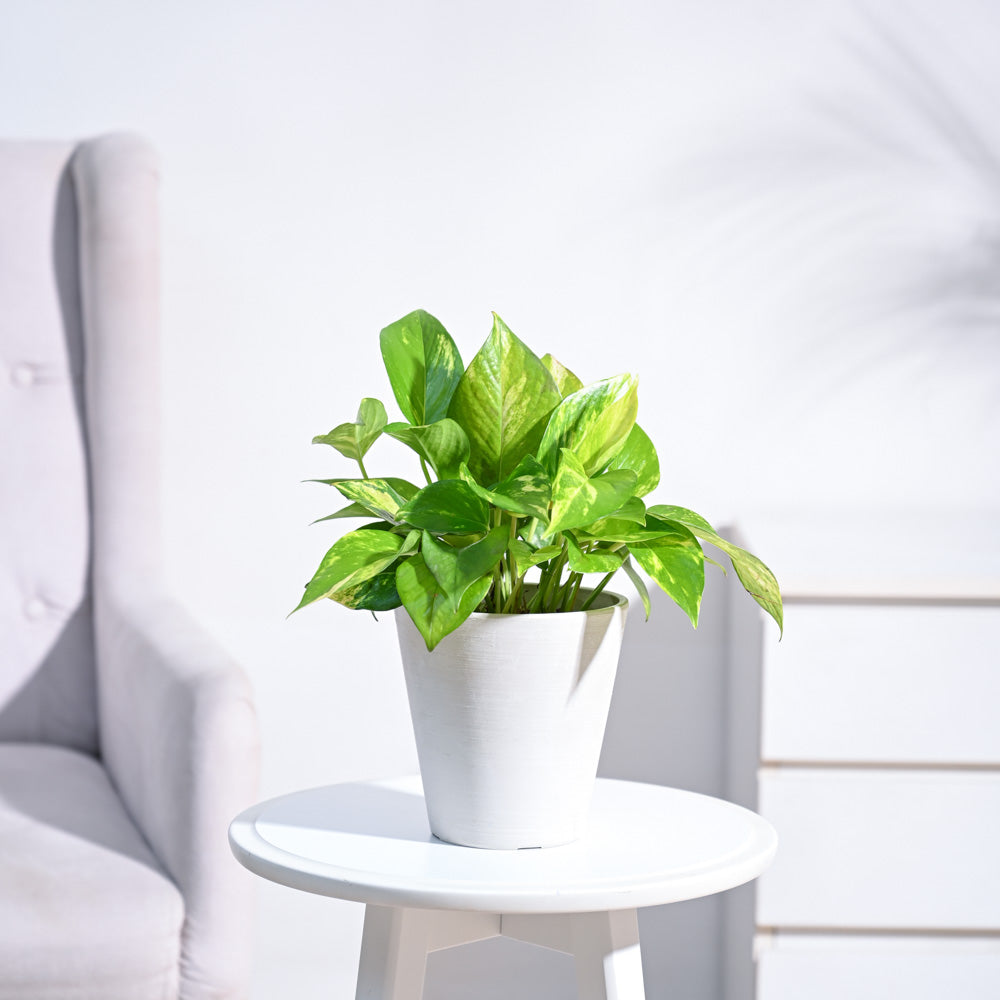 Money Plant Variegated