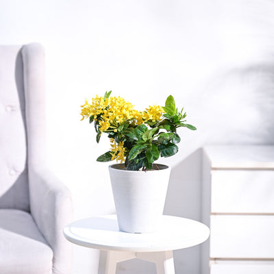 Ixora (Rugmini) Plant - Yellow