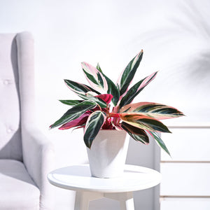 Stromanthe Triostar Plant