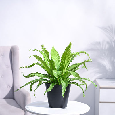 Osaka Bird Nest Fern