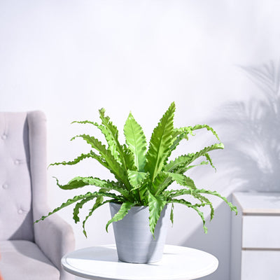 Osaka Bird Nest Fern