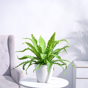 Osaka Bird Nest Fern