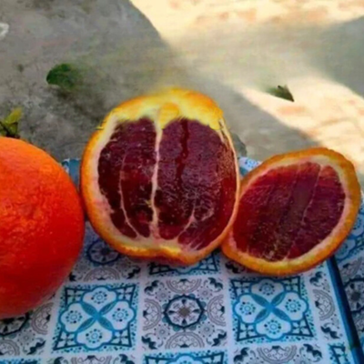 Vietnam Red Malta Mosambi Grafted Fruit Live Plant