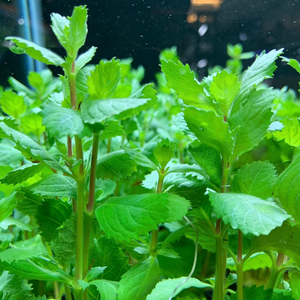 Water Wisteria (Hygrophila difformisa) Aquarium Live Plant