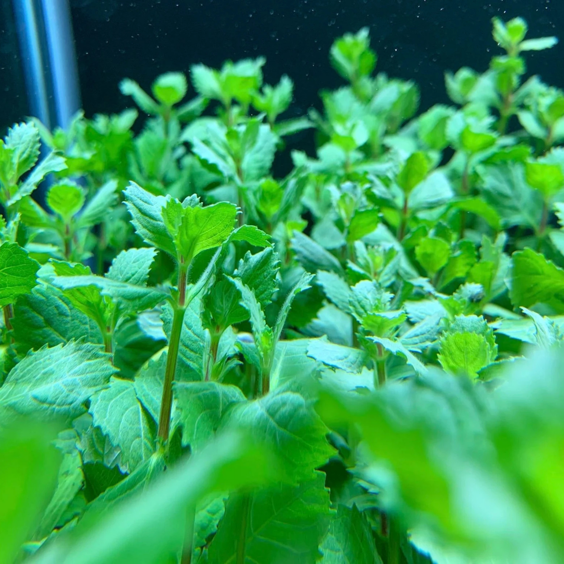 Water Wisteria (Hygrophila difformisa) Aquarium Live Plant
