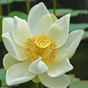 Bowl Lotus Pink & White Tubers Combo