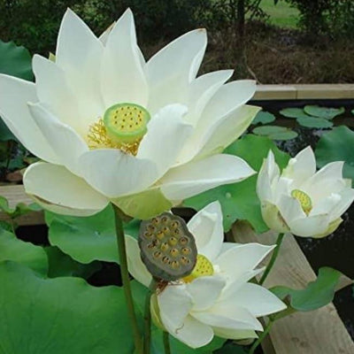 Bowl Lotus Pink & White Tubers Combo