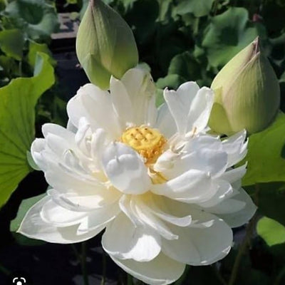 Bowl Lotus White Tuber