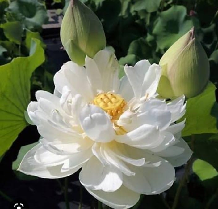 Bowl Lotus White Tuber