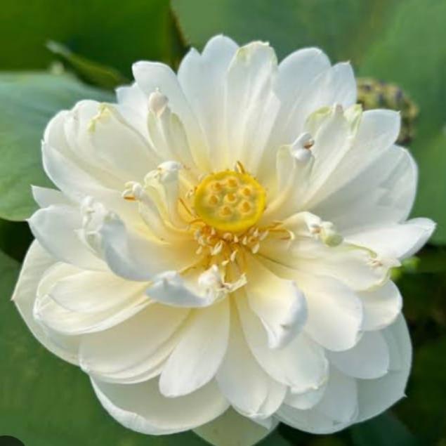 Bowl Lotus Pink & White Tubers Combo